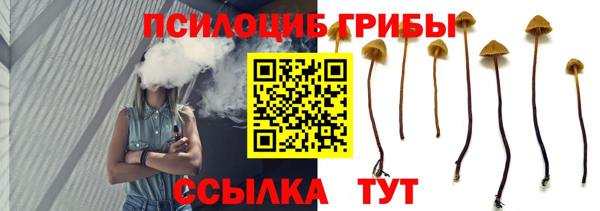 Псилоцибиновые грибы прущие грибы Зима